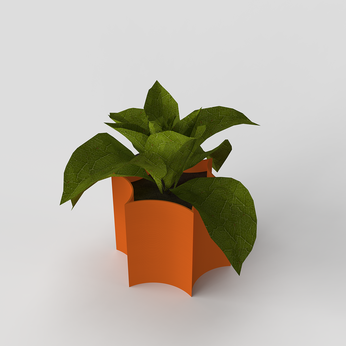 Star Coral Pot with a green plant on a workspace